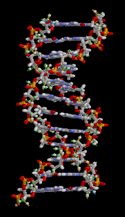 Image13 - ADN