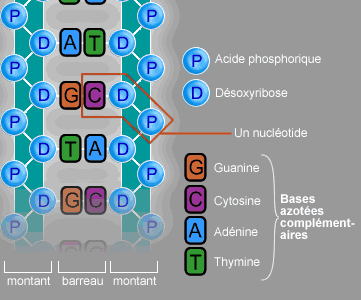 Image14 - Nucléotides